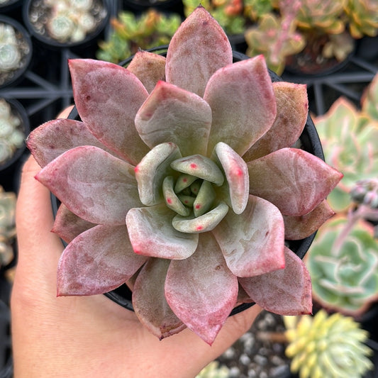 Echeveria Pink Champagne (LG)