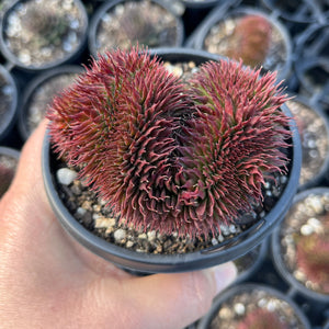 Sempervivum Royal Ruby Crested (Large)