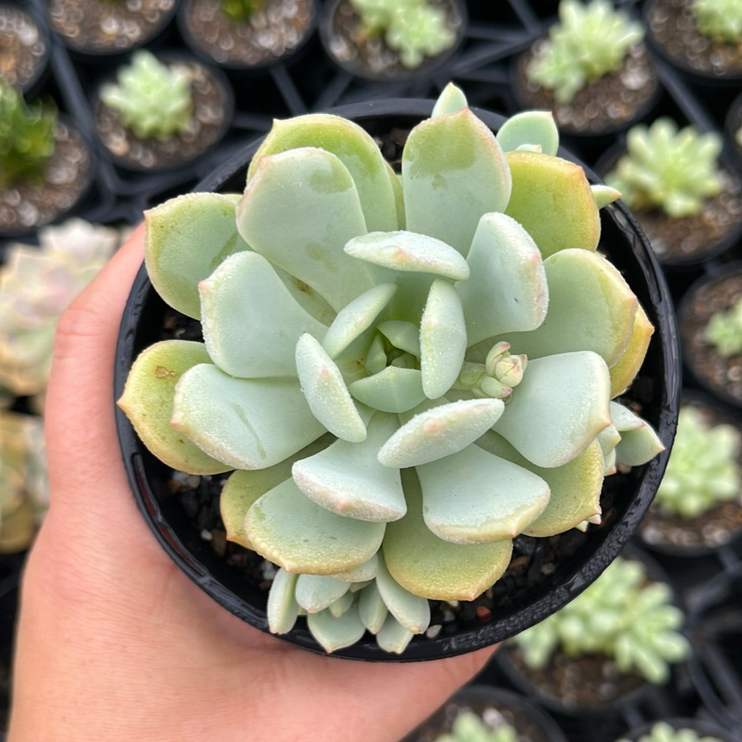 Graptoveria Moonglow (LG)