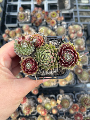 Sempervivum Winter Red Cluster (SQ)