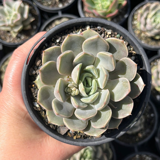 Echeveria Pop Candy (LG)