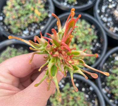 Kalanchoe Tarantula (Cutting)