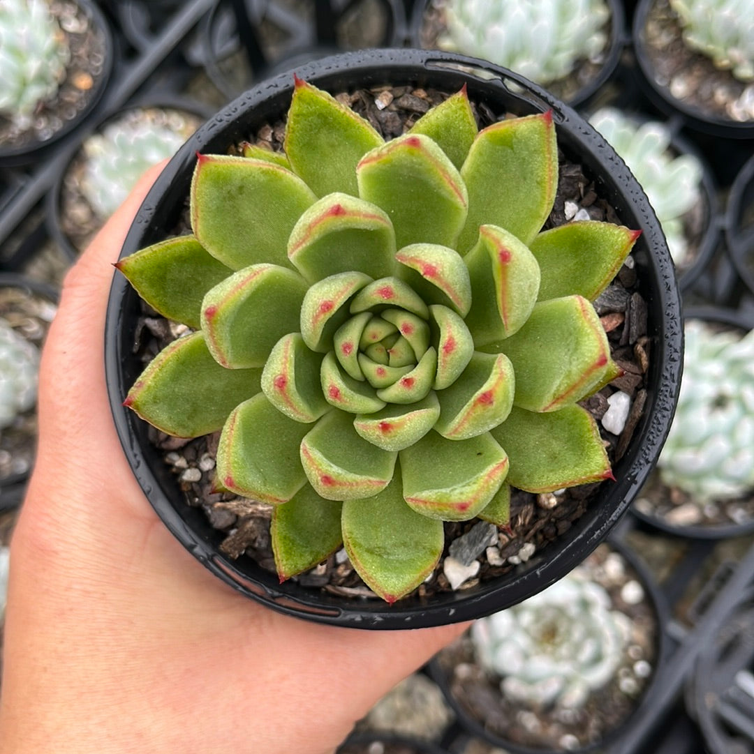 Echeveria Everest (LG)