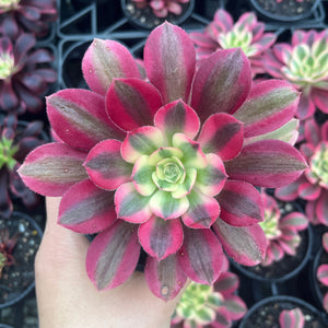 Aeonium Pink Witch (Large)