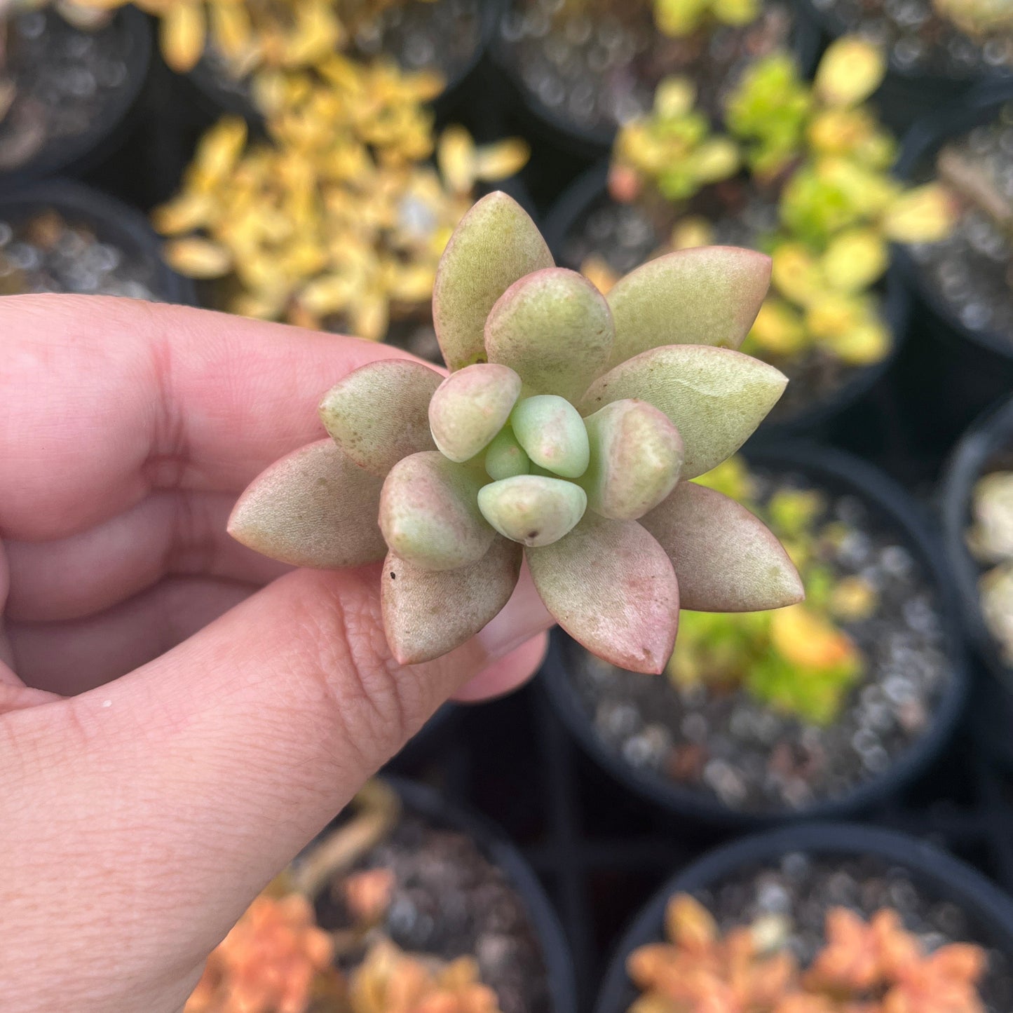 Pachyphytum Tamboura (Cutting)