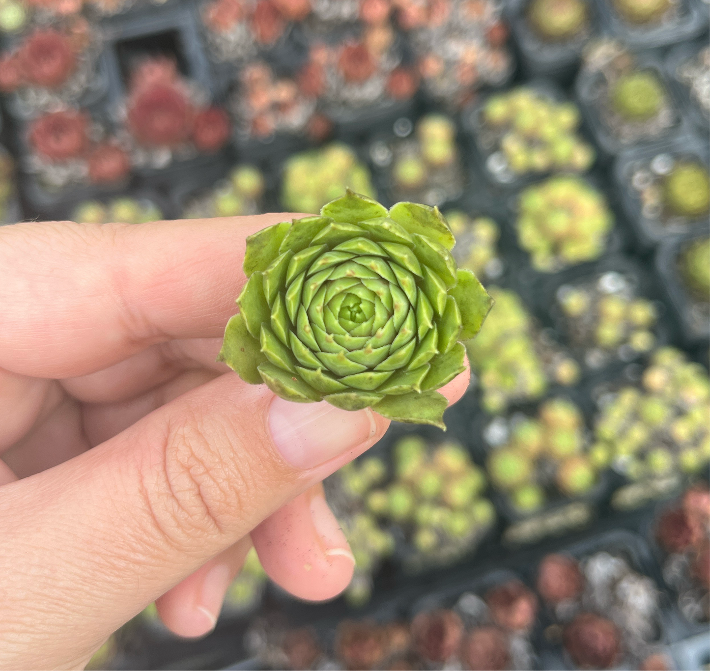 Sempervivum Marlands Beauty (Cutting)