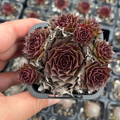 Sempervivum Granby Cluster (SQ)