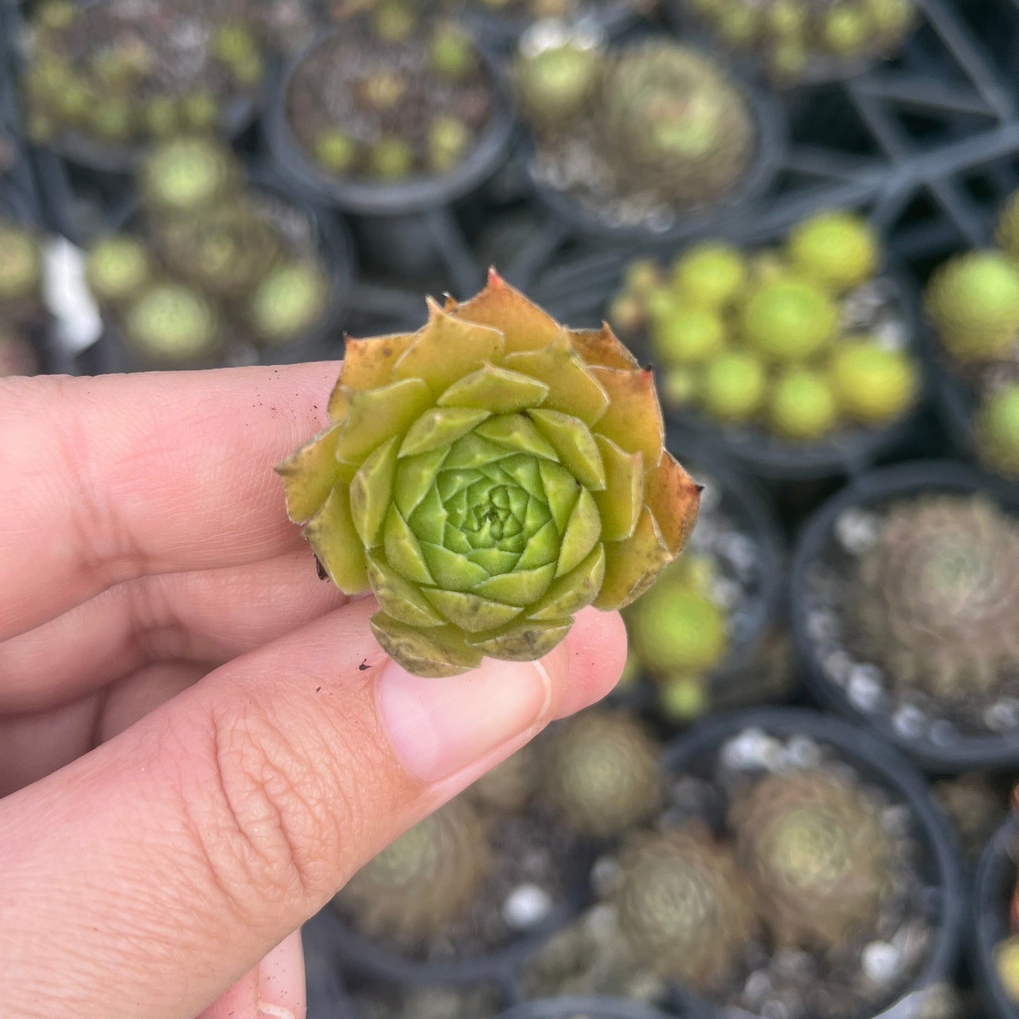 Sempervivum Bernstein (Cutting)