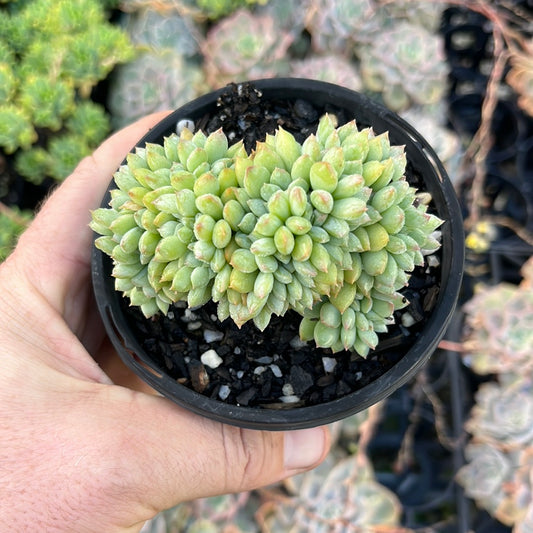 Pachyphytum Doreum Crested (LG)