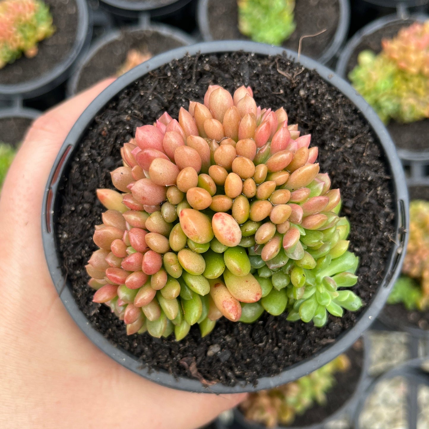 Graptosedum Nova Crested (LG)