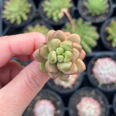 Sedum White Stonecrop (Cutting)