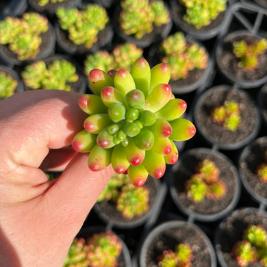 Sedum Jaspa (Cutting)