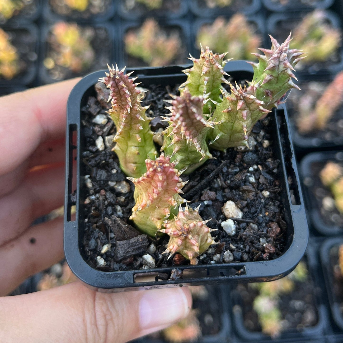 Huernia Dragon Flower (SS)