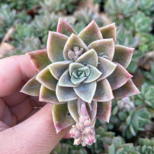 Graptoveria Manda (Cutting)