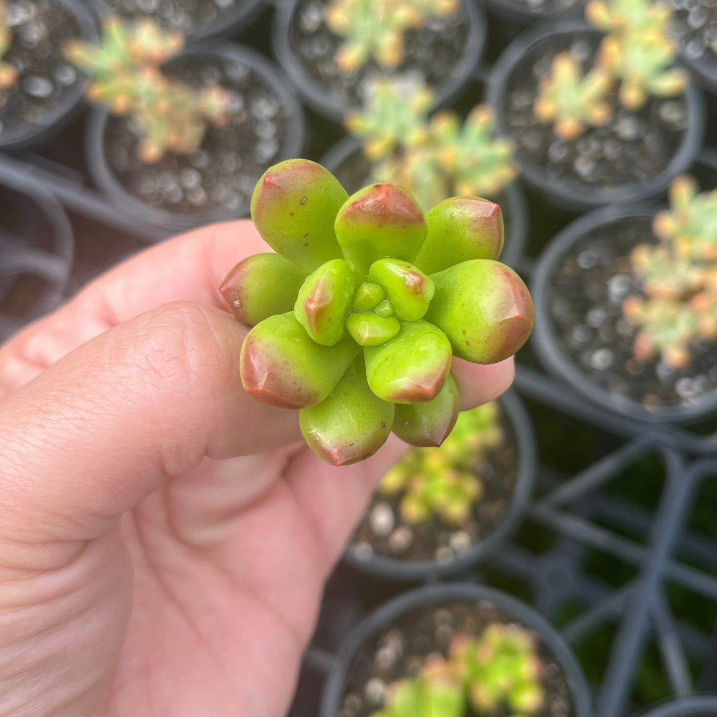 Sedum Lucidum Obesum (Cutting)