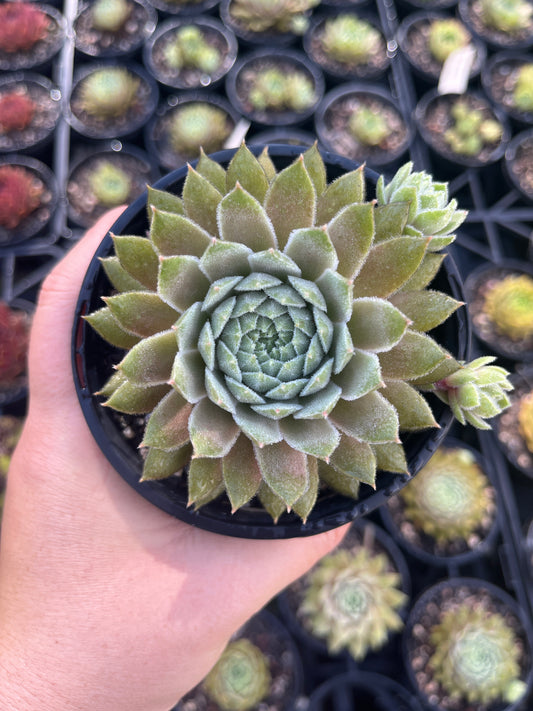 Sempervivum Silver Suede (LS)