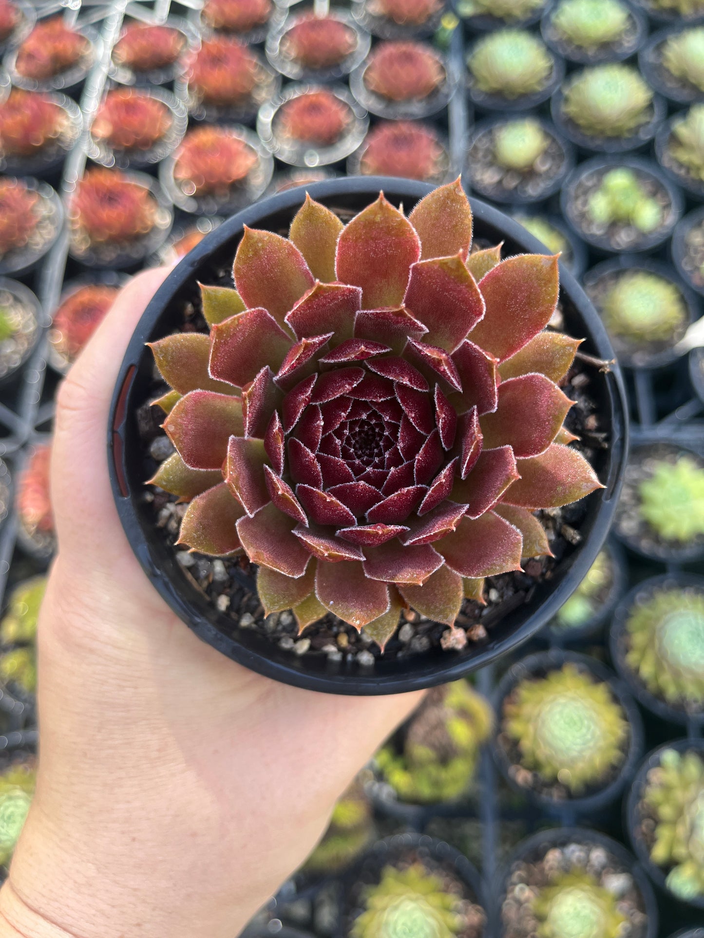 Sempervivum Pacific Red Rose (LS)