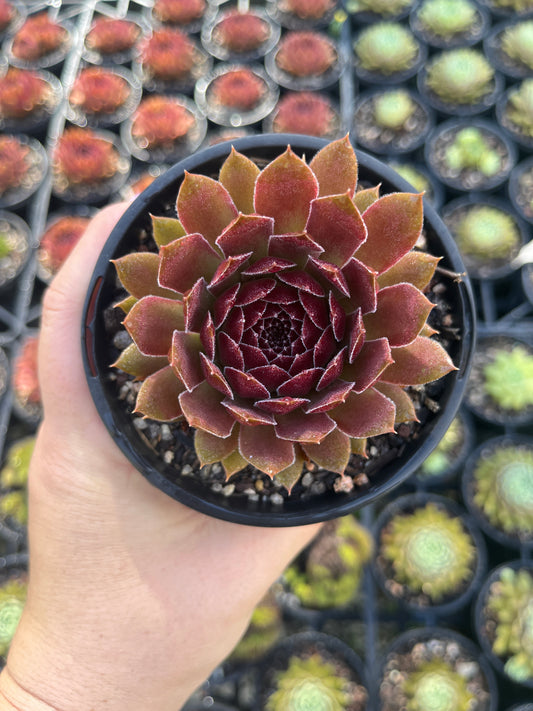 Sempervivum Pacific Red Rose (LS)