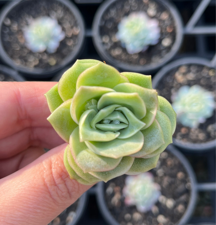 Graptoveria Lovely Rose (Cutting)