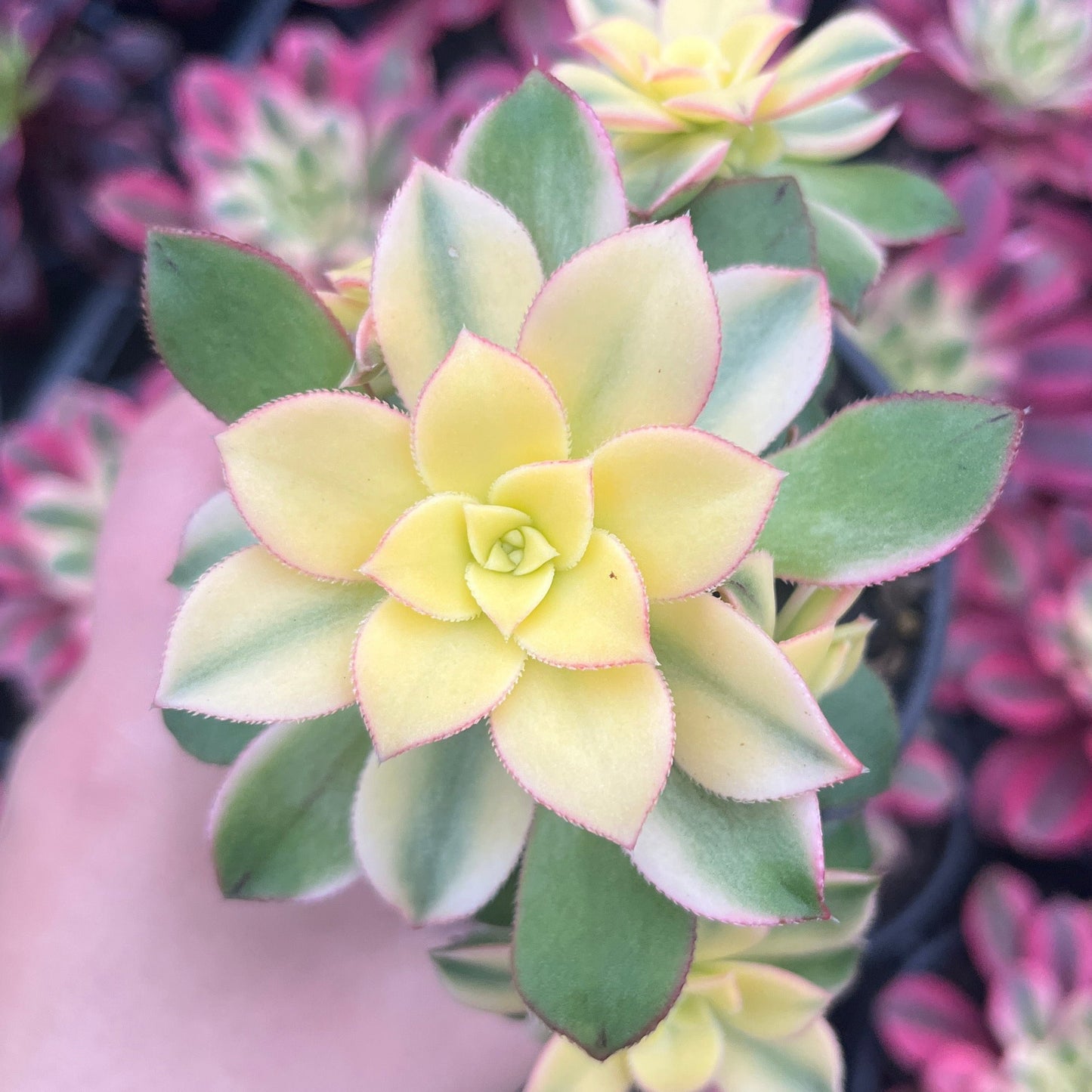 Aeonium Kiwi (LG)