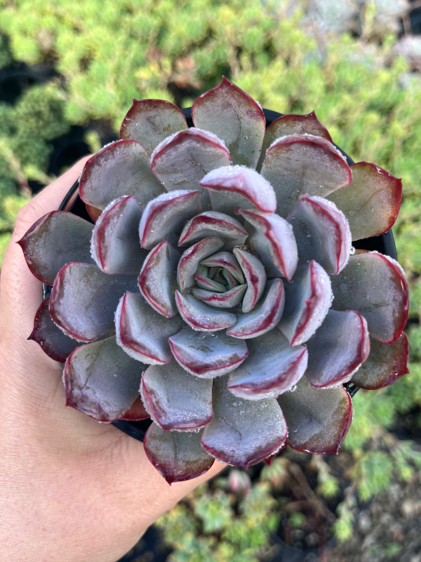 Echeveria Dark Ice (LG)