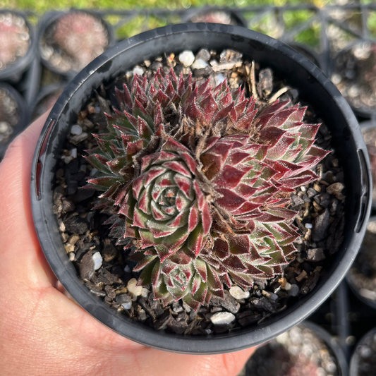 Sempervivum Silver Suede Cluster (LS)