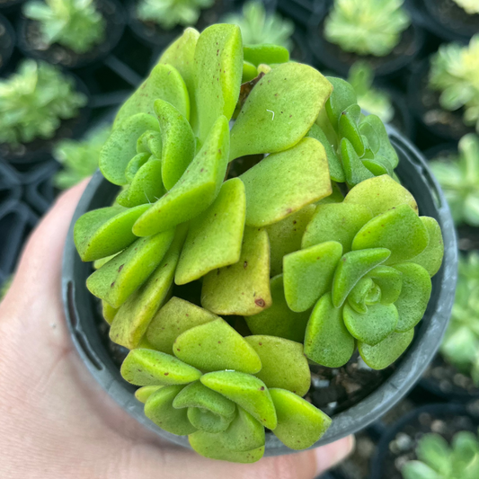 Aeonium Lilly Pad (LG)