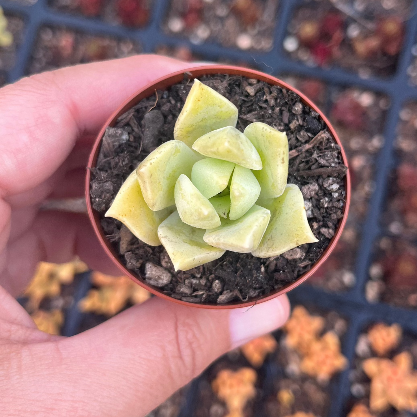 Graptoveria Titubans (SR)