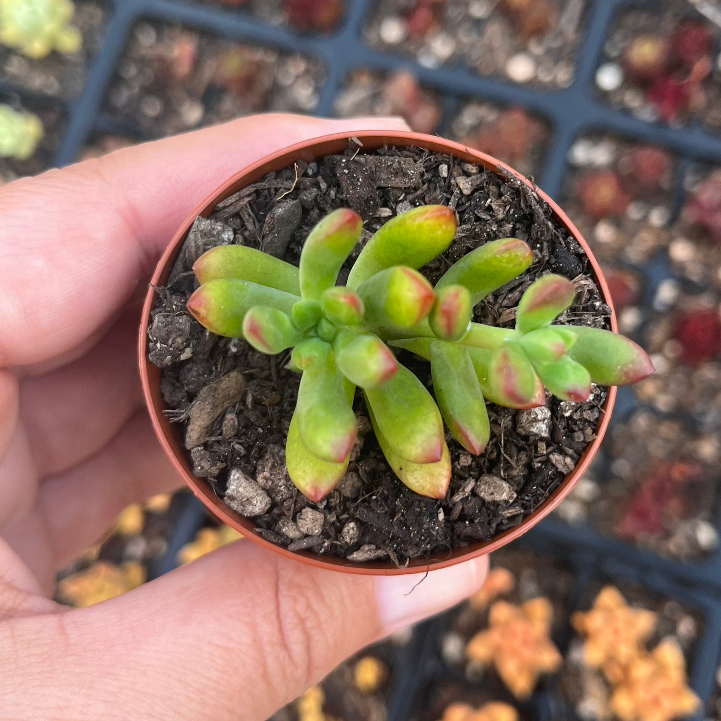 Echeveria Macdouglii (SR)