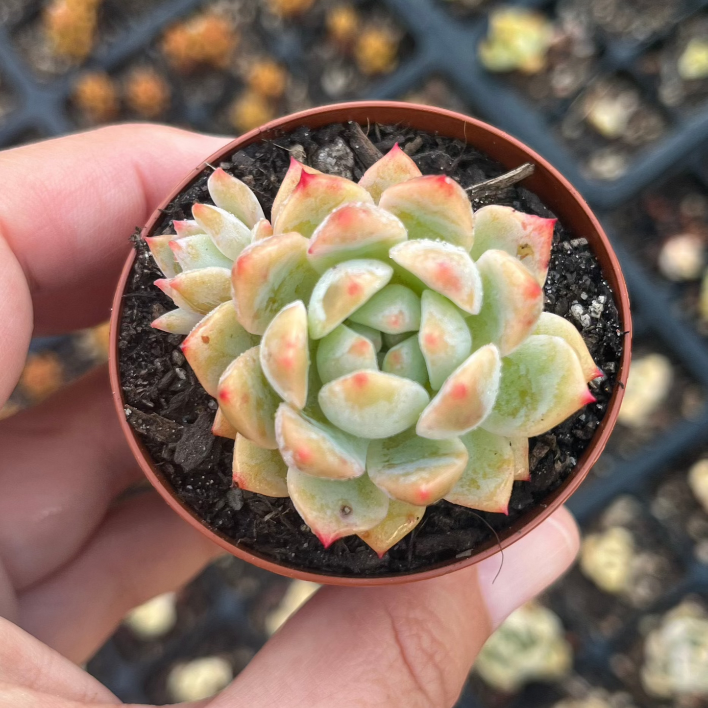 Echeveria Frosty Bloom (SR)