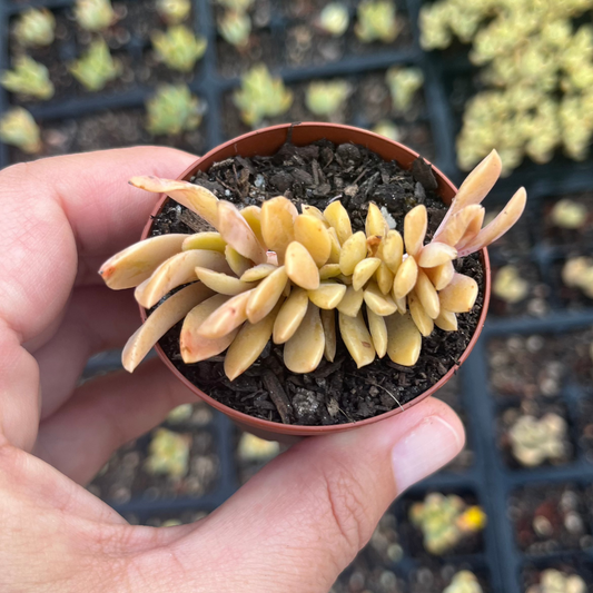 Graptoveria Fred Ives Crested (SR)