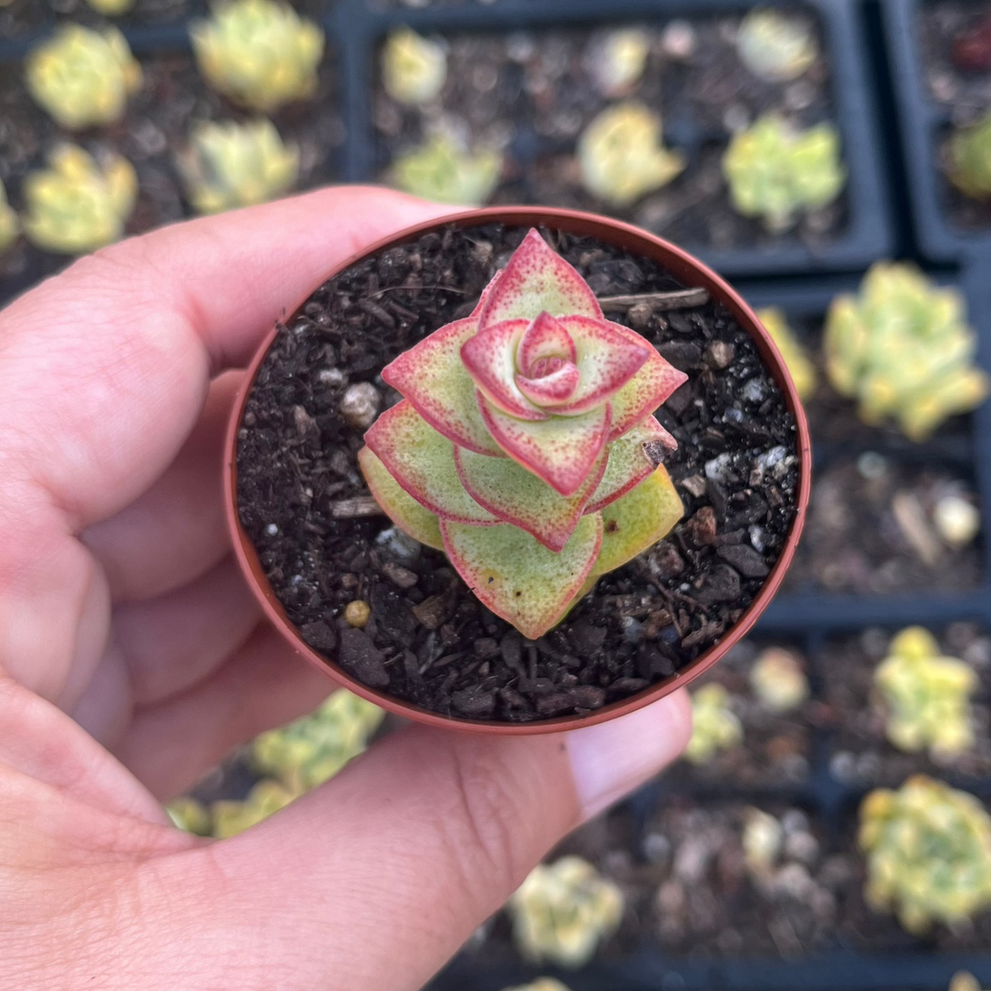 Crassula Perforata (SR)