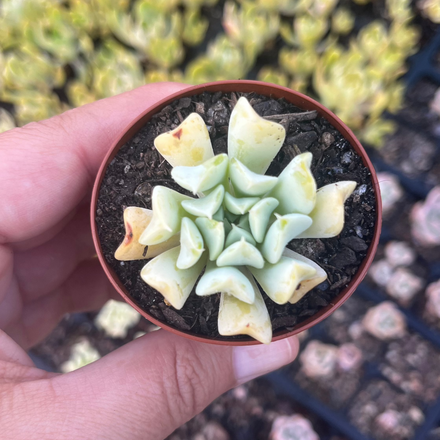 Echeveria Cloud (SR)