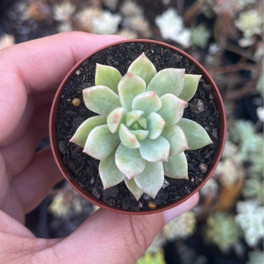 Sedeveria Markus Variegata (SR)