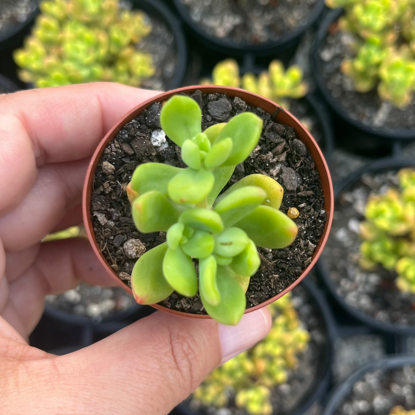 Sedum Sedona (SR)