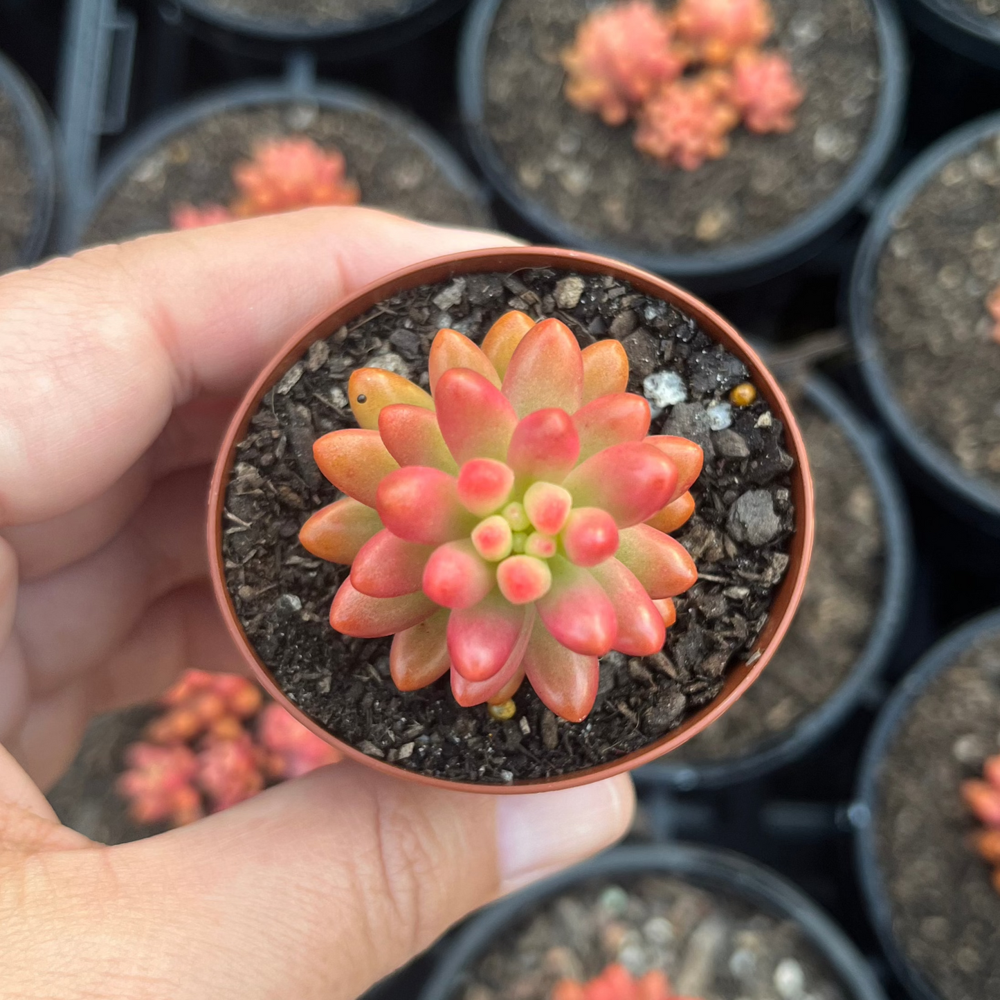 Sedum Pink Jelly Bean (SR)