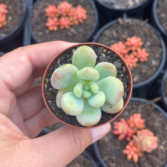 Sedum Cavier (SR)