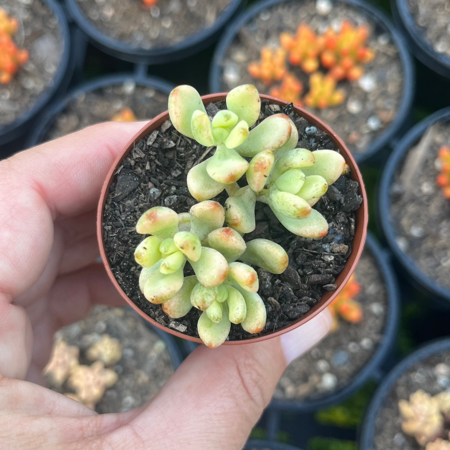 Sedum Sedona Variegata (SR)