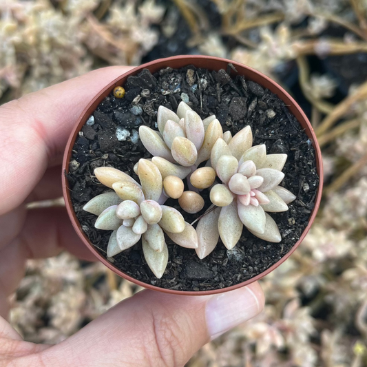 Graptoveria Mendozae Miriane (SR)