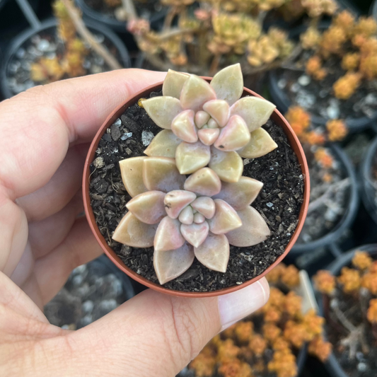 Graptoveria Bernalense (SR)