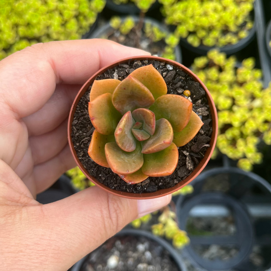 Echeveria Chroma (SR)