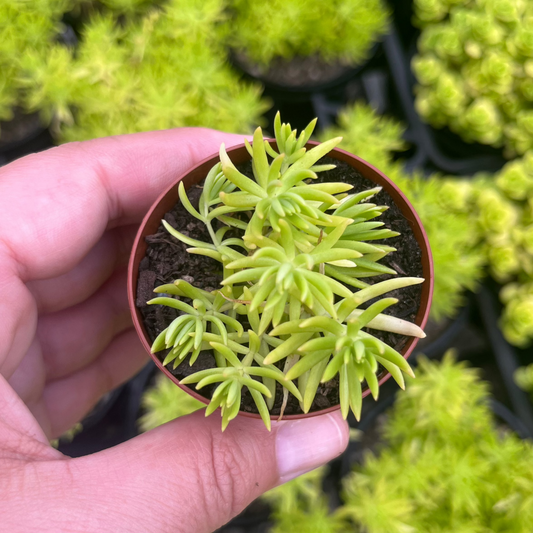 Sedum Gold Mound (SR)