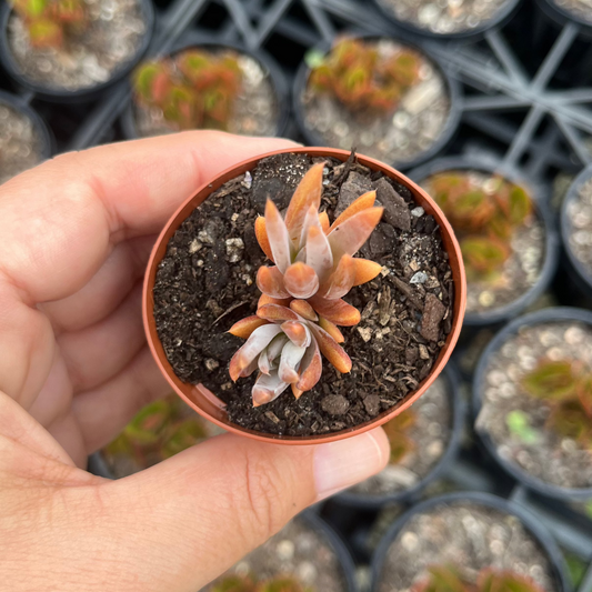 Orostachys Japonica (SR)