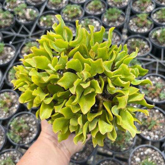 Crassula Undulatifolia (SS)