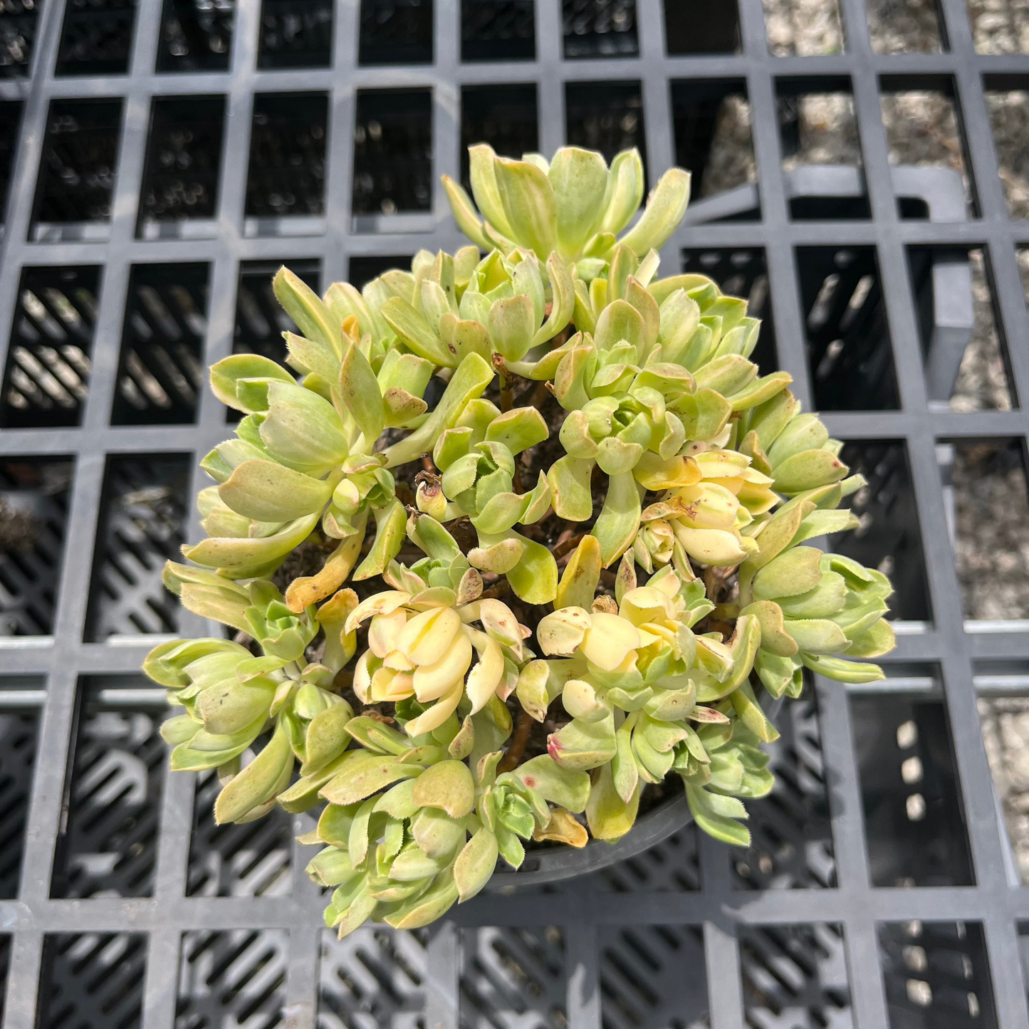 Aeonium Suncup (SS)