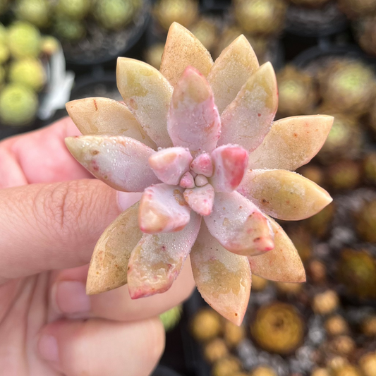 Graptosedum Franseco Baldii (Cutting)