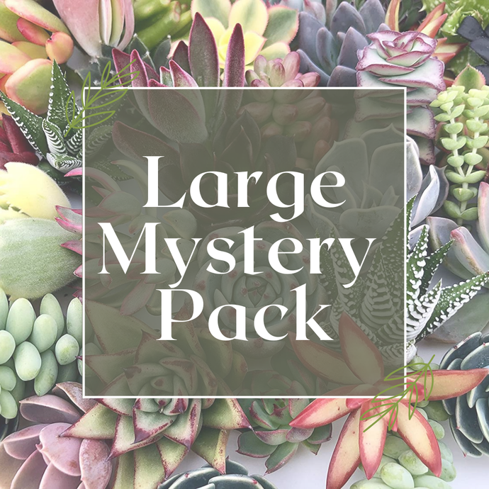 Large Mystery Pack