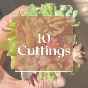 10 Cutting Pack