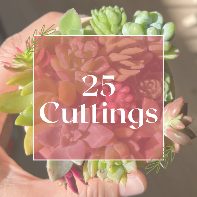 25 Cutting Pack