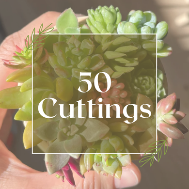 50 Cutting Pack